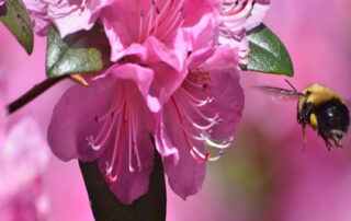 Audience of the Quran